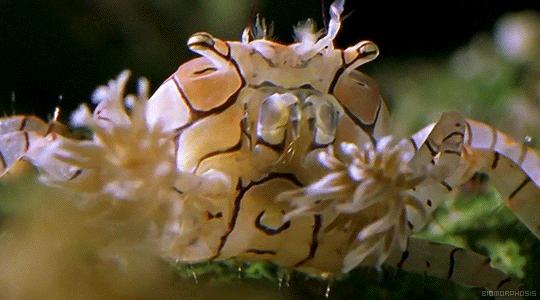 动物界的新网红：TF蟹给你快乐，你有没有爱上我？