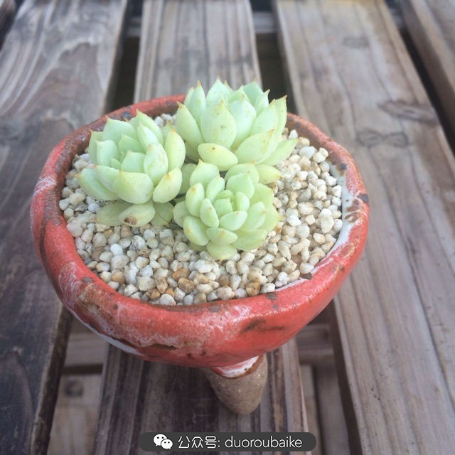 多肉植物新手养护指南最新,多肉植物养护的基础知识