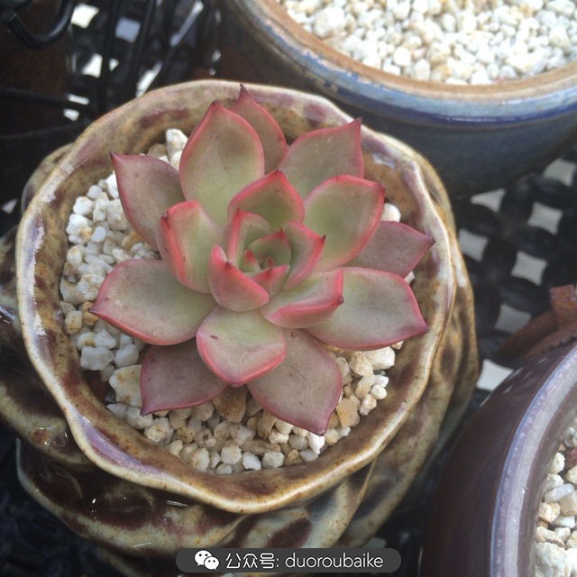 多肉植物新手养护指南最新,多肉植物养护的基础知识