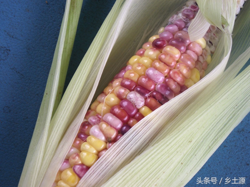 金黄糯玉米,五彩玉米的图片