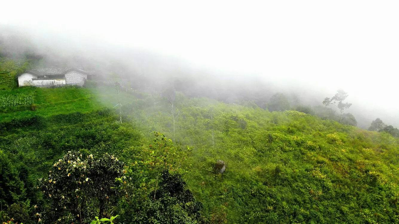 养鸡养羊还养生，德宏的这个地方，去了就不想走了！