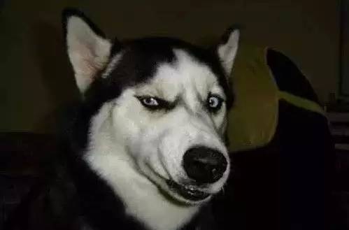 让哈士奇保持微笑一分钟,如何让哈士奇不再拆家