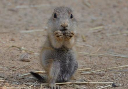 诡异录：鼠杀奇谭