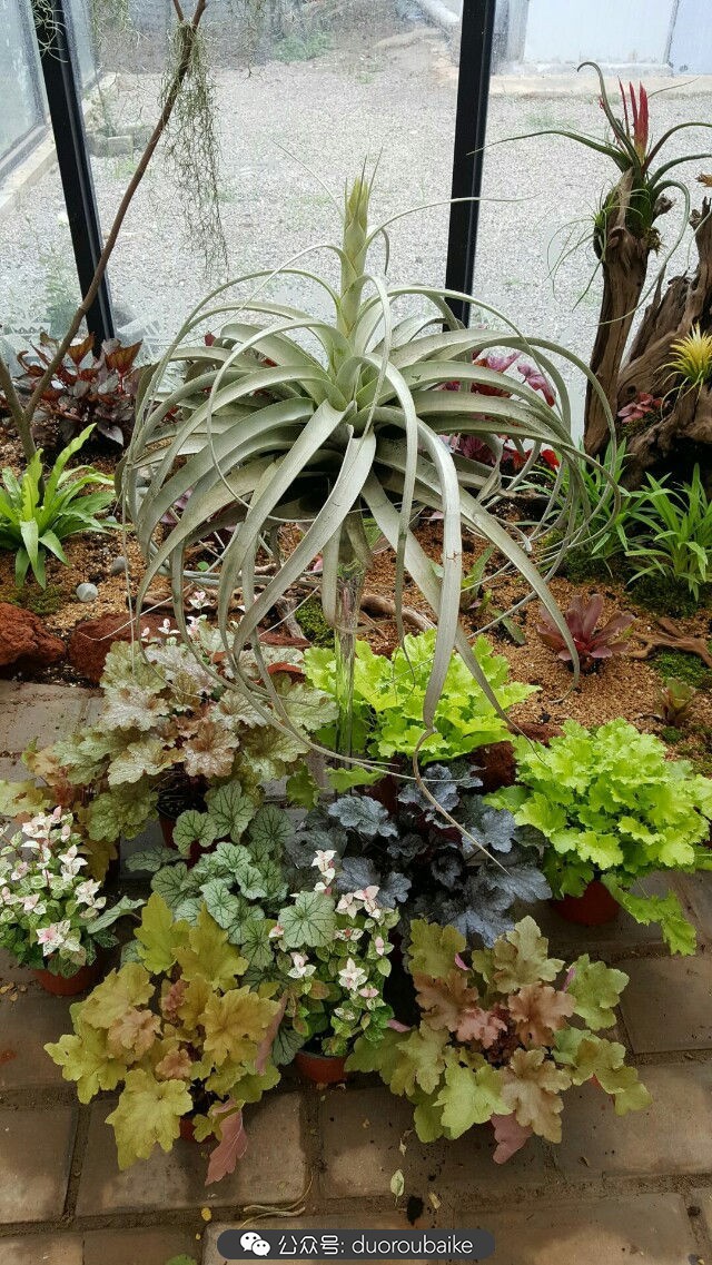 向阳的玻璃花房,玻璃花房设计建造