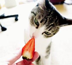 猫咪绝对不能吃的东西,猫咪能吃的食物