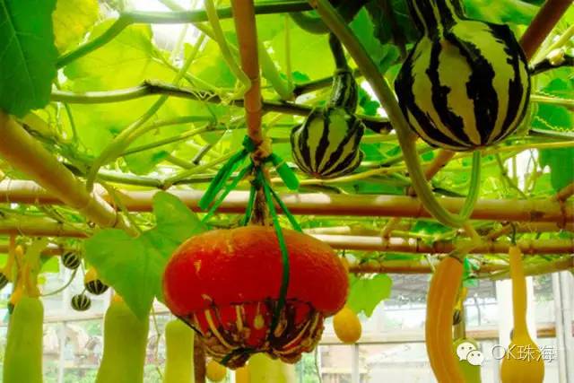 珠海一周游攻略,三天两夜珠海旅游攻略