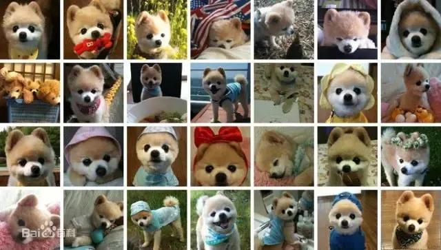 一梦谈狗：房子小不好养狗？帮你挑只博美吧...