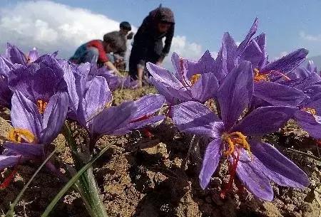花草之精灵——此西红花，非彼红花