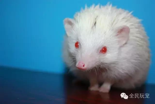 养刺猬有什么烦恼,养刺猬的人多吗