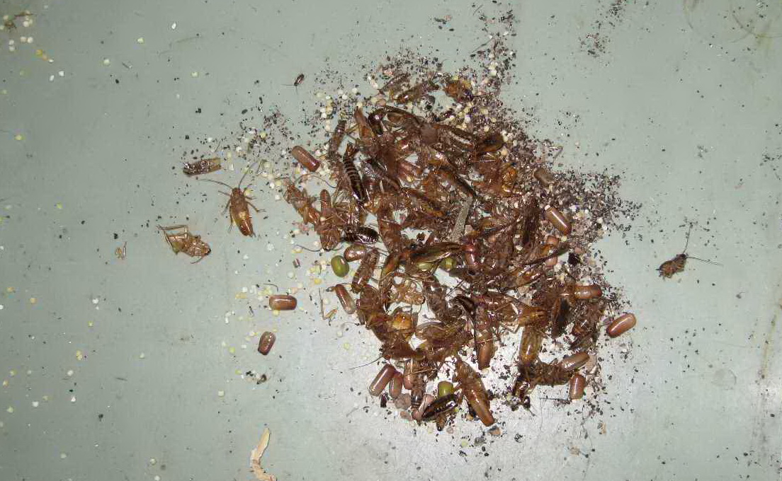 绿叶牌蟑螂药对人体有害吗,拜耳蟑螂药对人体有害吗