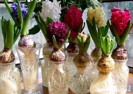 风信子水培开完花后处理流程,水培风信子开花后种球怎么处理