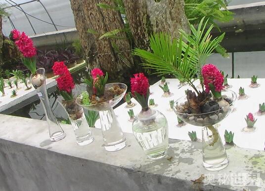 风信子水培开完花后处理流程,水培风信子开花后种球怎么处理