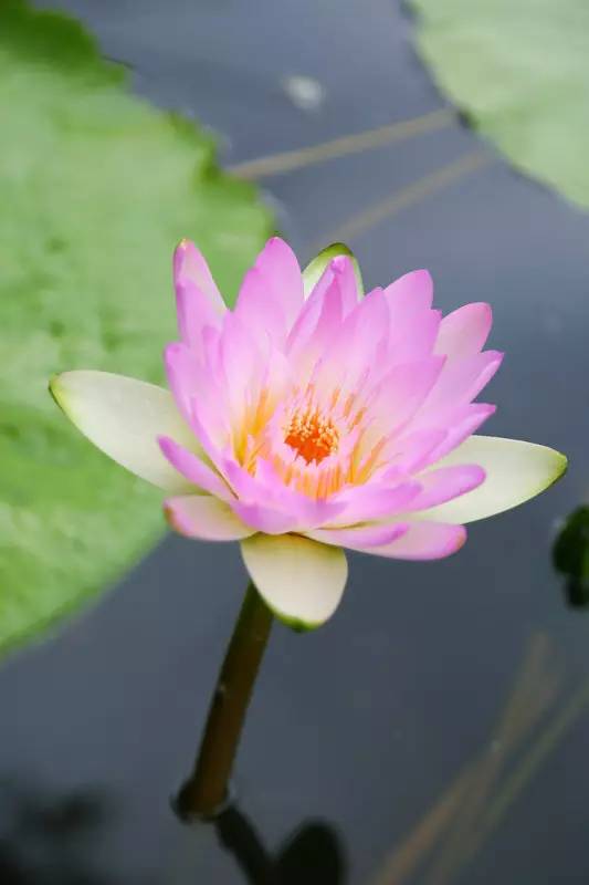 广州莲花山睡莲池,广州市莲花山睡莲