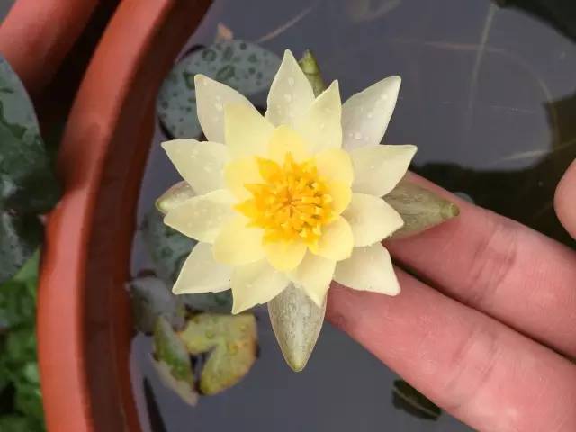 广州莲花山睡莲池,广州市莲花山睡莲