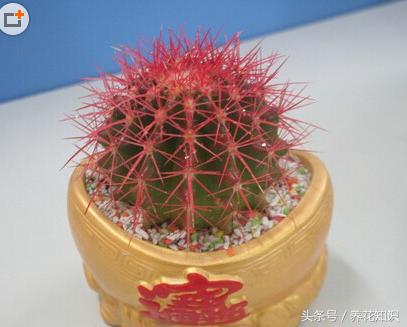 彩色仙人球含甲醛吗,仙人球吸甲醛效果好吗