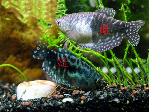 热带小型观赏鱼曼龙鱼一天喂几次,曼龙鱼可以和热带小鱼一起养么