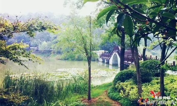 最美的5个赏桂好去处,不错过金秋赏桂好时节