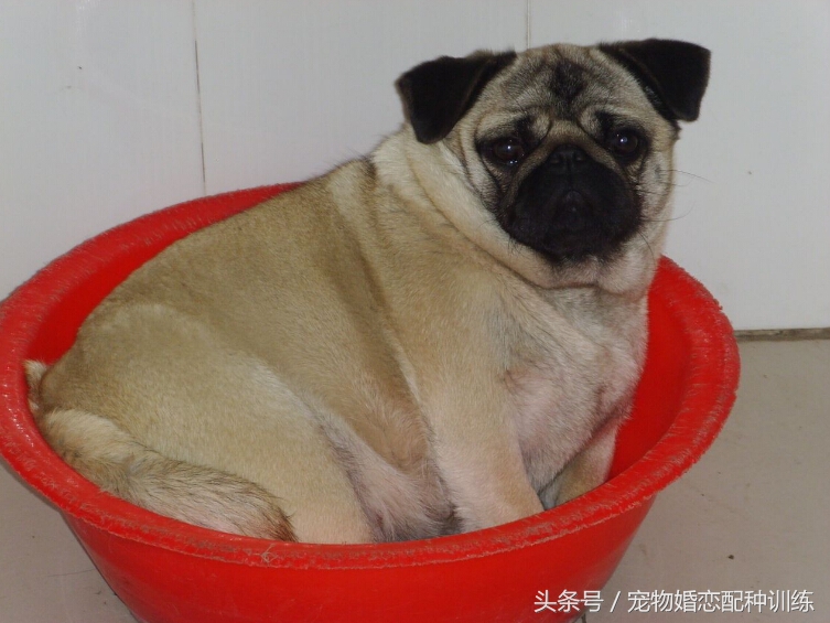 感情丰富、个性开朗，走起路来像拳击手，中国斧头犬