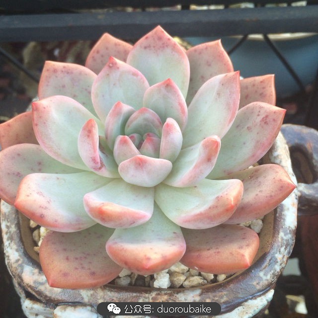 多肉植物新手养护指南最新,多肉植物养护的基础知识