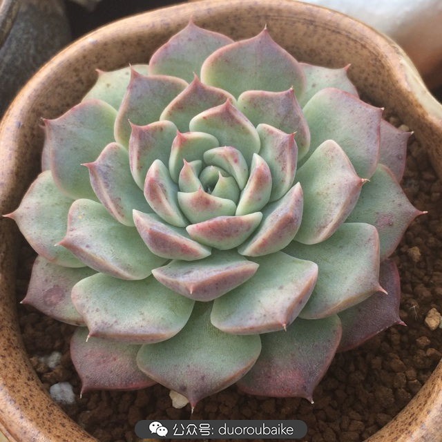 多肉植物新手养护指南最新,多肉植物养护的基础知识