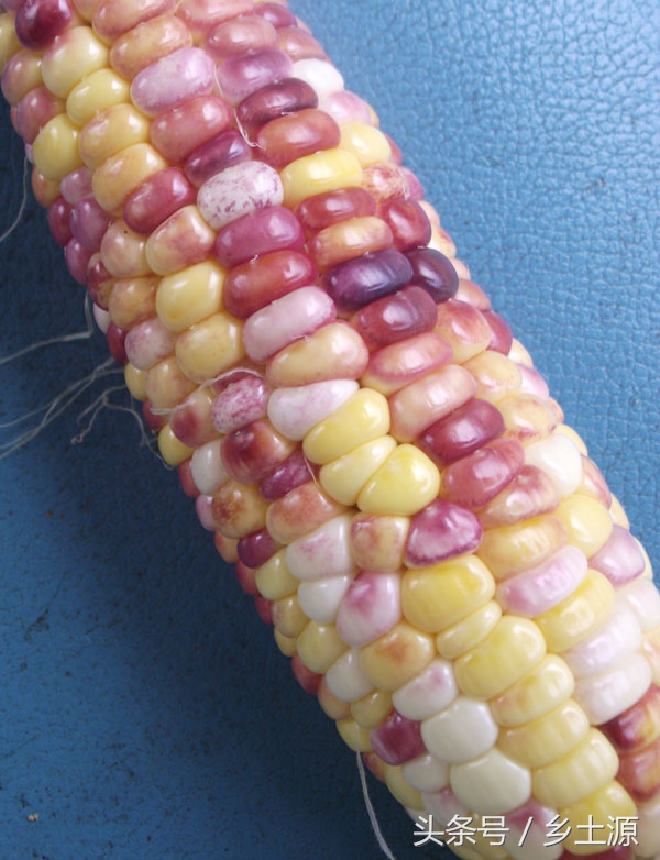 金黄糯玉米,五彩玉米的图片