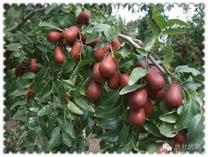 品尝山西红枣游览三晋名胜