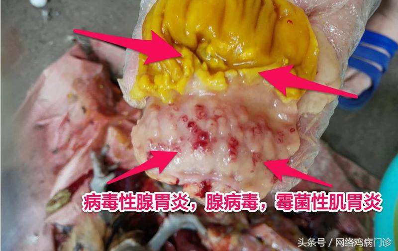 出诊记录之麻鸡再现新城疫流感混感