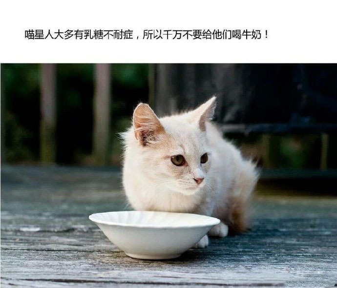 新手养猫指南养猫知识分享,第一次养猫新手必看的养猫攻略