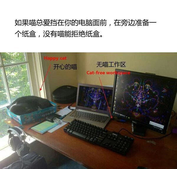 新手养猫指南养猫知识分享,第一次养猫新手必看的养猫攻略