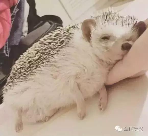 养刺猬有什么烦恼,养刺猬的人多吗