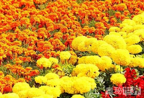 花团锦簇的意思,花团锦簇造句