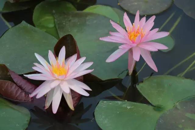 广州莲花山睡莲池,广州市莲花山睡莲