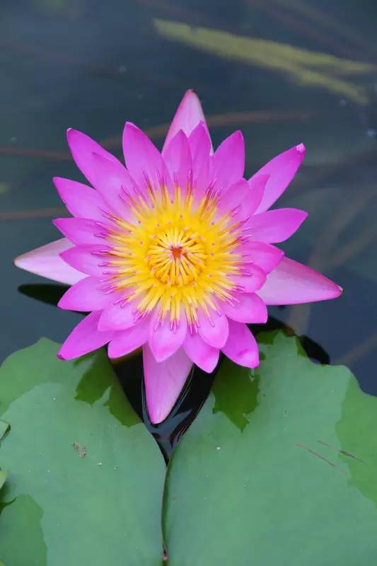 广州莲花山睡莲池,广州市莲花山睡莲