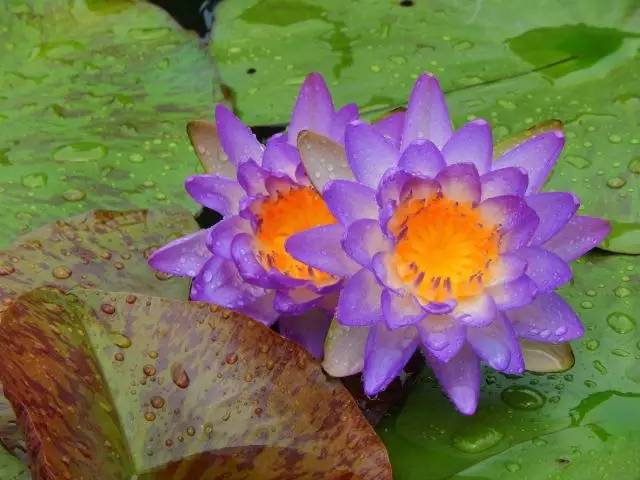 广州莲花山睡莲池,广州市莲花山睡莲