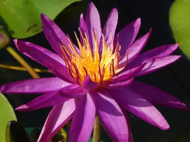 广州莲花山睡莲池,广州市莲花山睡莲