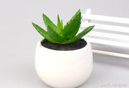 彩色仙人球含甲醛吗,仙人球吸甲醛效果好吗