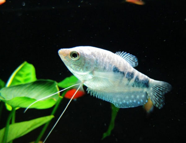 热带小型观赏鱼曼龙鱼一天喂几次,曼龙鱼可以和热带小鱼一起养么