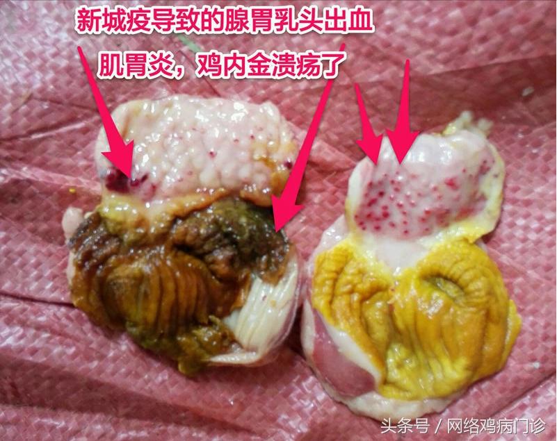 出诊记录之麻鸡再现新城疫流感混感