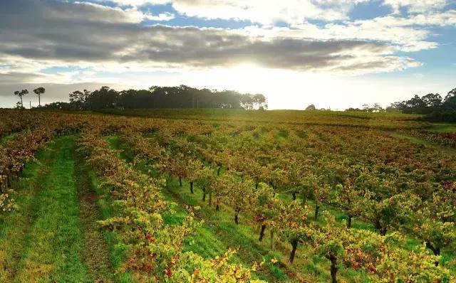 澳洲产葡萄酒平衡度如何,澳大利亚葡萄酒出色年份