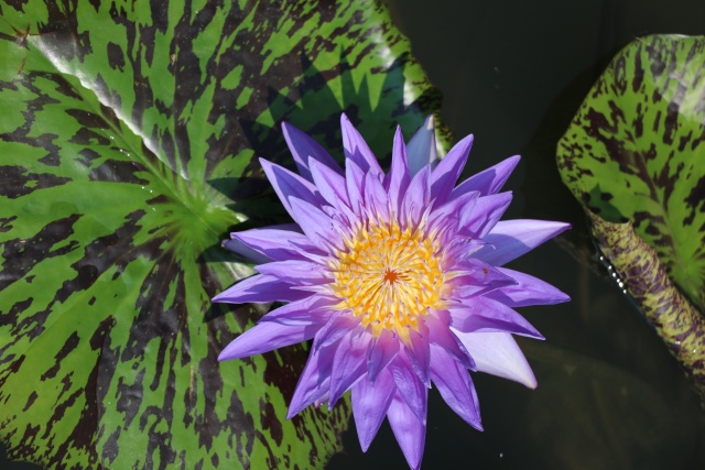 广州莲花山睡莲池,广州市莲花山睡莲