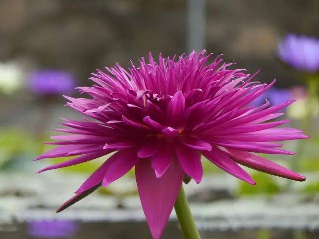 广州莲花山睡莲池,广州市莲花山睡莲