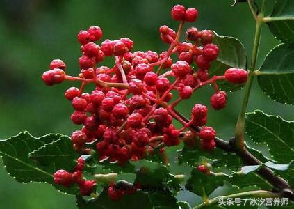 花椒的作用与功效能治牙痛吗,花椒缓解牙疼