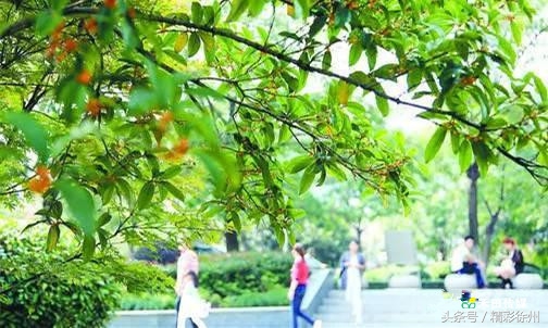 最美的5个赏桂好去处,不错过金秋赏桂好时节