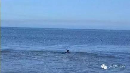 一只袋鼠不知为什么就向大海游去，只剩一片茫然