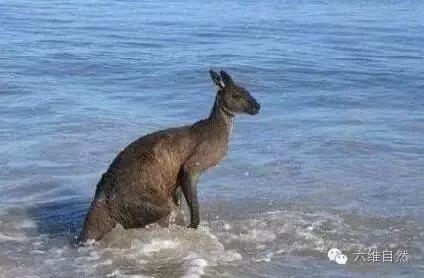一只袋鼠不知为什么就向大海游去，只剩一片茫然