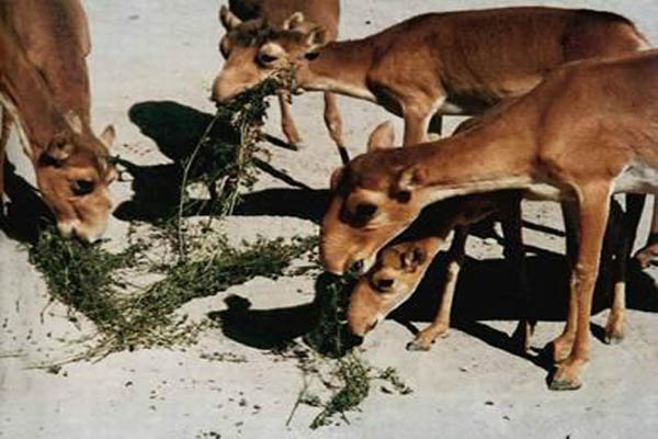 农村养殖小动物养什么好,动物养殖基地有哪些