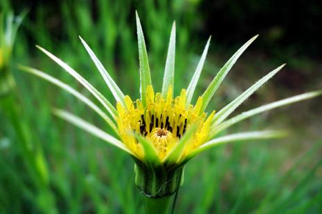 路边的花草也能治愈生活,路边的花可以带回家种吗