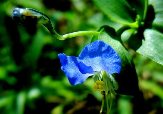 路边的花草也能治愈生活,路边的花可以带回家种吗