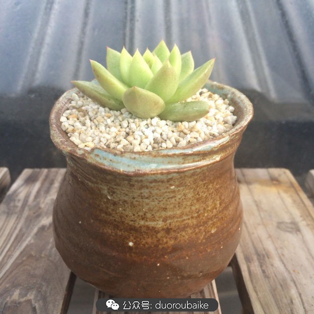 多肉植物新手养护指南最新,多肉植物养护的基础知识