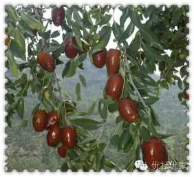 品尝山西红枣游览三晋名胜